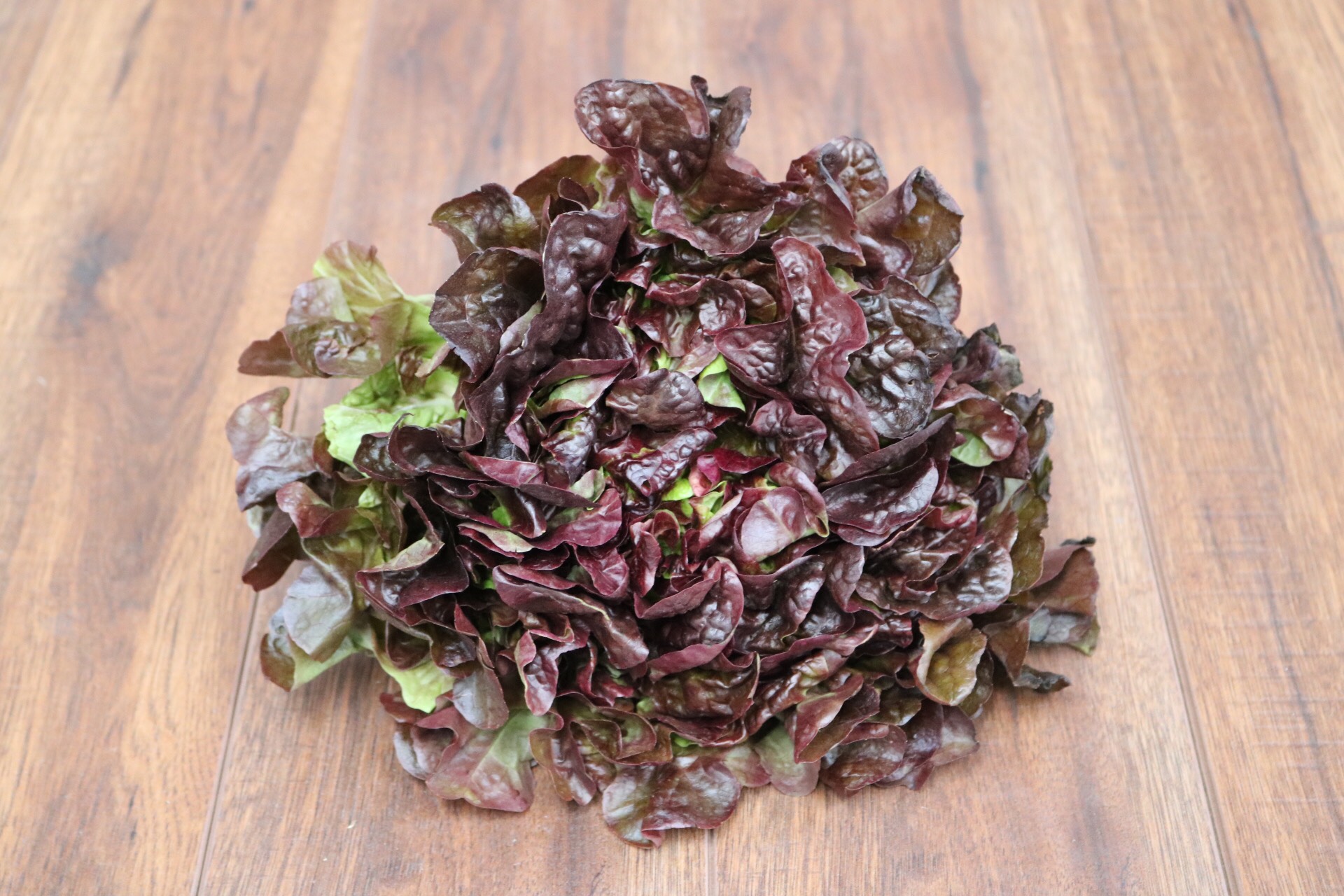 Oak Leaf lettuce