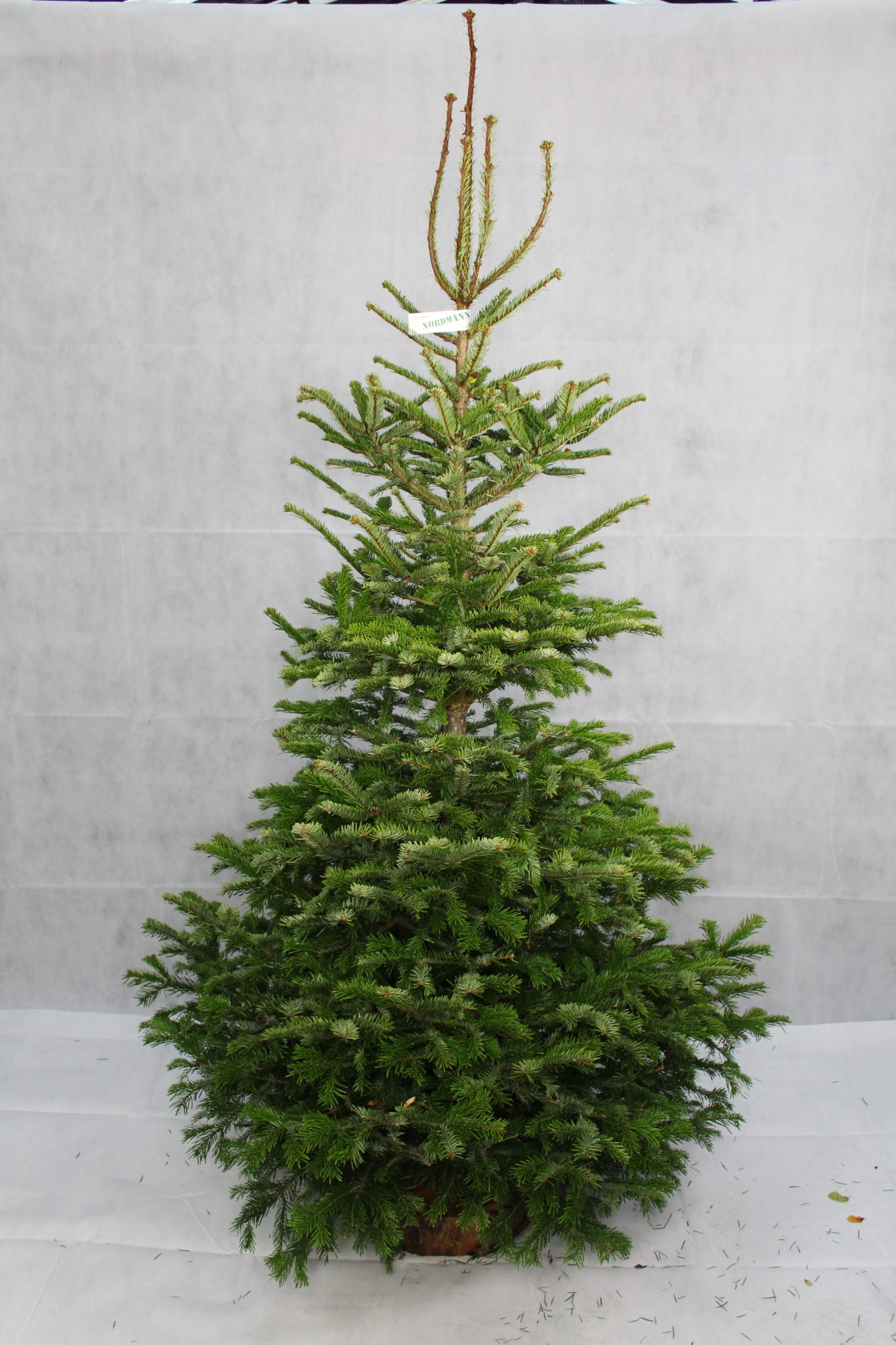 Tree 1
