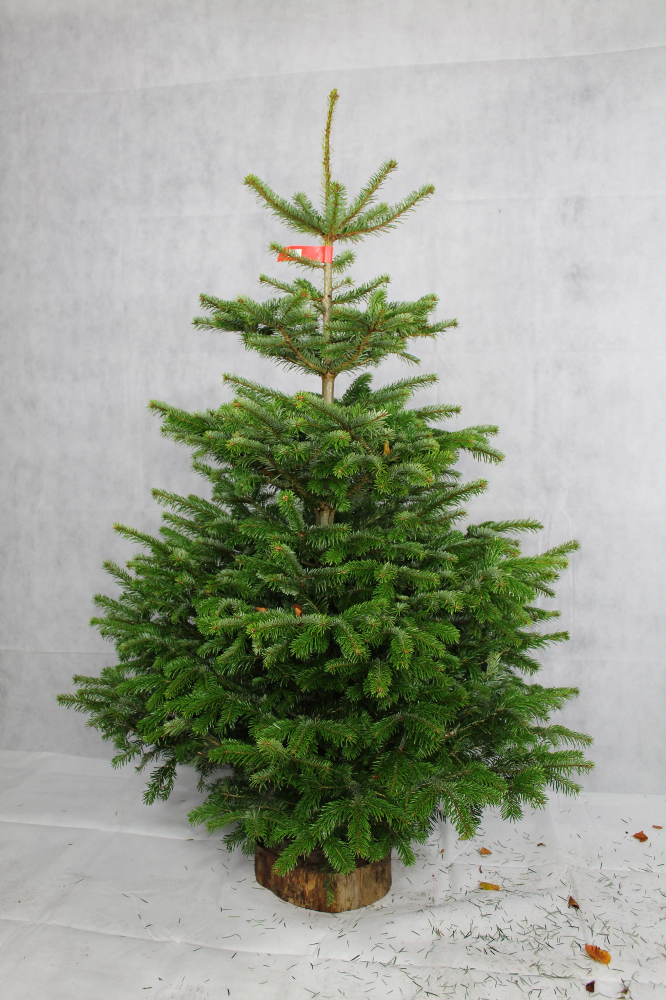 Tree 3