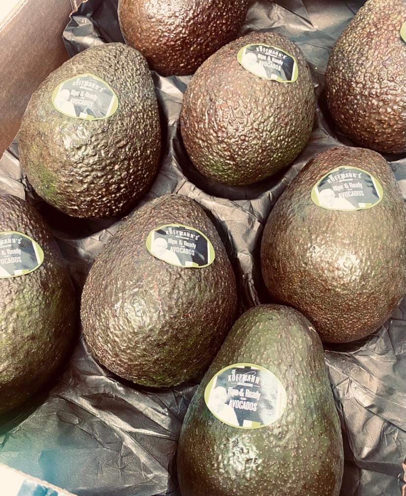 extra large avocado